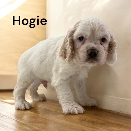 puppy, for, sale, Cocker Spaniel, Joe & Cherri  Overlease, dog, breeder, Miller, MO, dog-breeder, puppy-for-sale, forsale, nearby, find, puppyfind, locator, puppylocator, aca